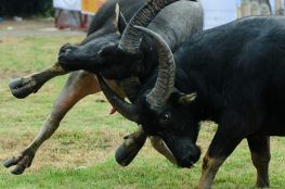 Kỳ Công Chăm Trâu Chọi ở Đồ Sơn