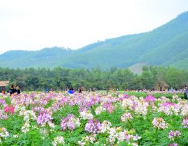 Thiên đường hoa Quảng La Hoành Bồ Hạ Long