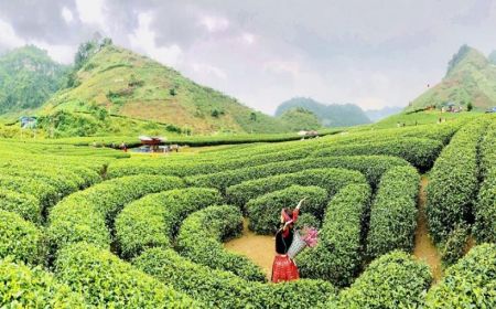 Hạ Long Quảng Ninh - Cao Nguyên Mộc Châu 2 Ngày 1 Đêm