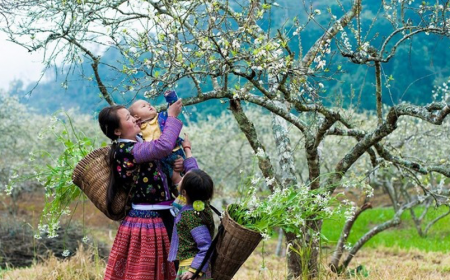 Khám Phá Cao Nguyên Mộc Châu - Happy Land (Khách Sạn 1 Sao) - 2 Ngày