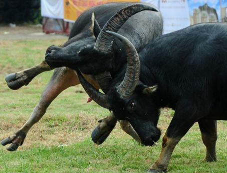 Kỳ Công Chăm Trâu Chọi ở Đồ Sơn