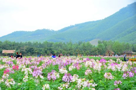 Thiên đường hoa Quảng La Hoành Bồ Hạ Long