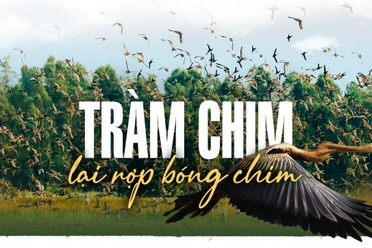 Tràm Chim lại rợp bóng chim