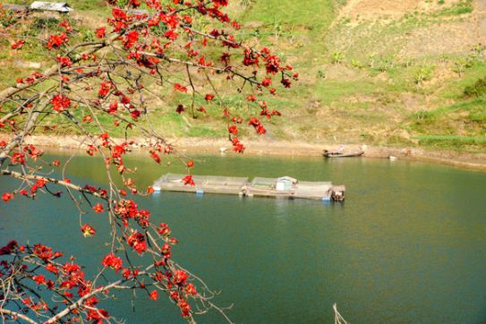 Mùa hoa gạo thắp lửa đất trời