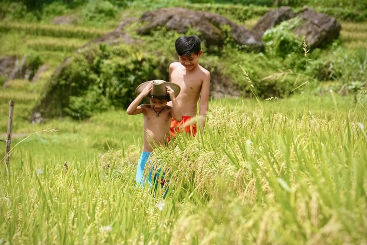 Rực Rỡ Mùa Vàng Trên đỉnh Pù Luông Rực Rỡ Mùa Vàng Trên đỉnh Pù Luông