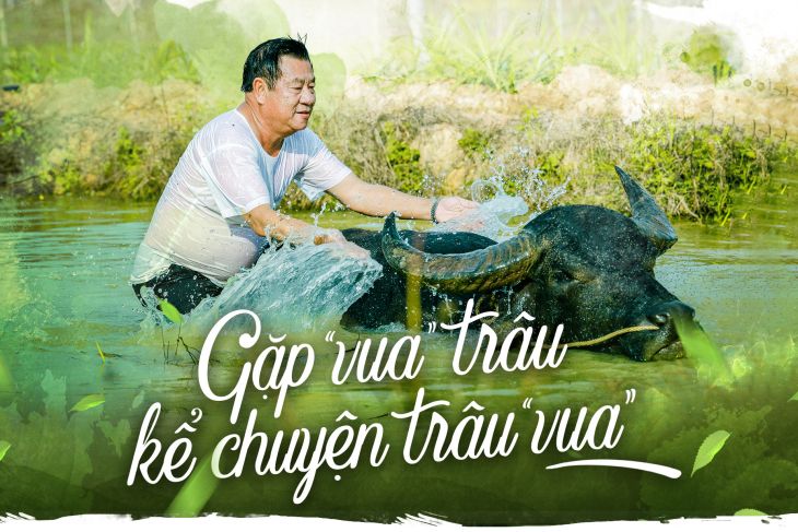 Gặp Vua Trâu Nghe Kể Chuyện Trâu Vua