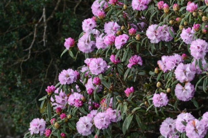 Ngắm Hoa đỗ Quyên Trăm Tuổi Rực Rỡ Trên đỉnh Fansipan