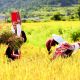 Hà Nội - Hải Phòng - Bình Liêu Sapa Đông Bắc 3Ngày 2 Đêm