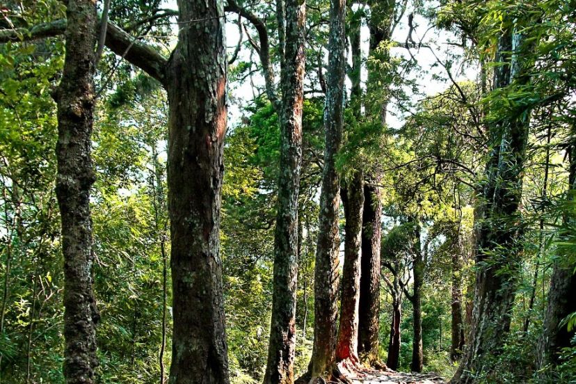 Phát Huy Giá Trị Cây Di Sản ở Rừng Quốc Gia Yên Tử