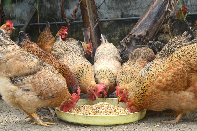 Về Đầm Hà Thưởng Thức đặc Sản "gà Khoác áo Hoa" Về Đầm Hà Thưởng Thức đặc Sản "gà Khoác áo Hoa"