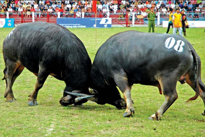 Kinh Nghiệm Du Lịch Đồ Sơn – ăn Uống đi Lại Từ A – Z Kinh Nghiệm Du Lịch Đồ Sơn – ăn Uống đi Lại Từ A – Z