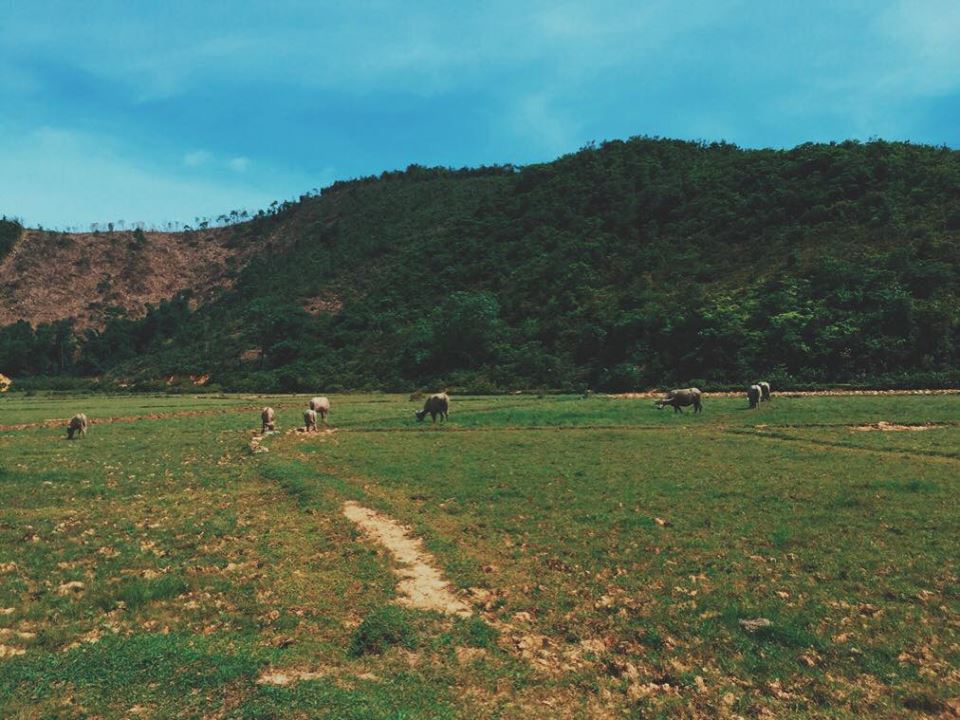 cánh đồng lúa trải dài ở đảo Cái Chiên