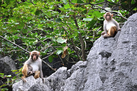 đảo rều nuôi khỉ