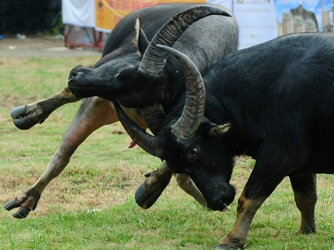 chọi trâu Đồ sơn