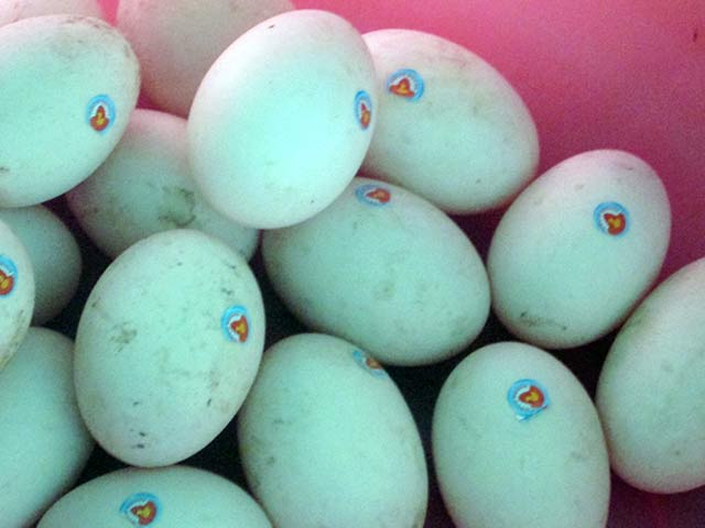 trứng vịt biển Đồng Rui