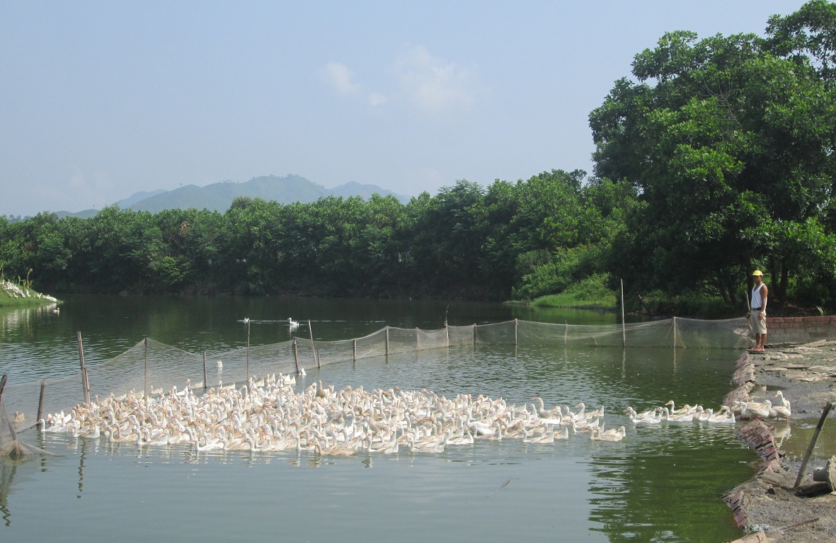 vịt biển nuôi thả