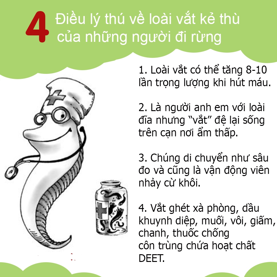 vắt rừng